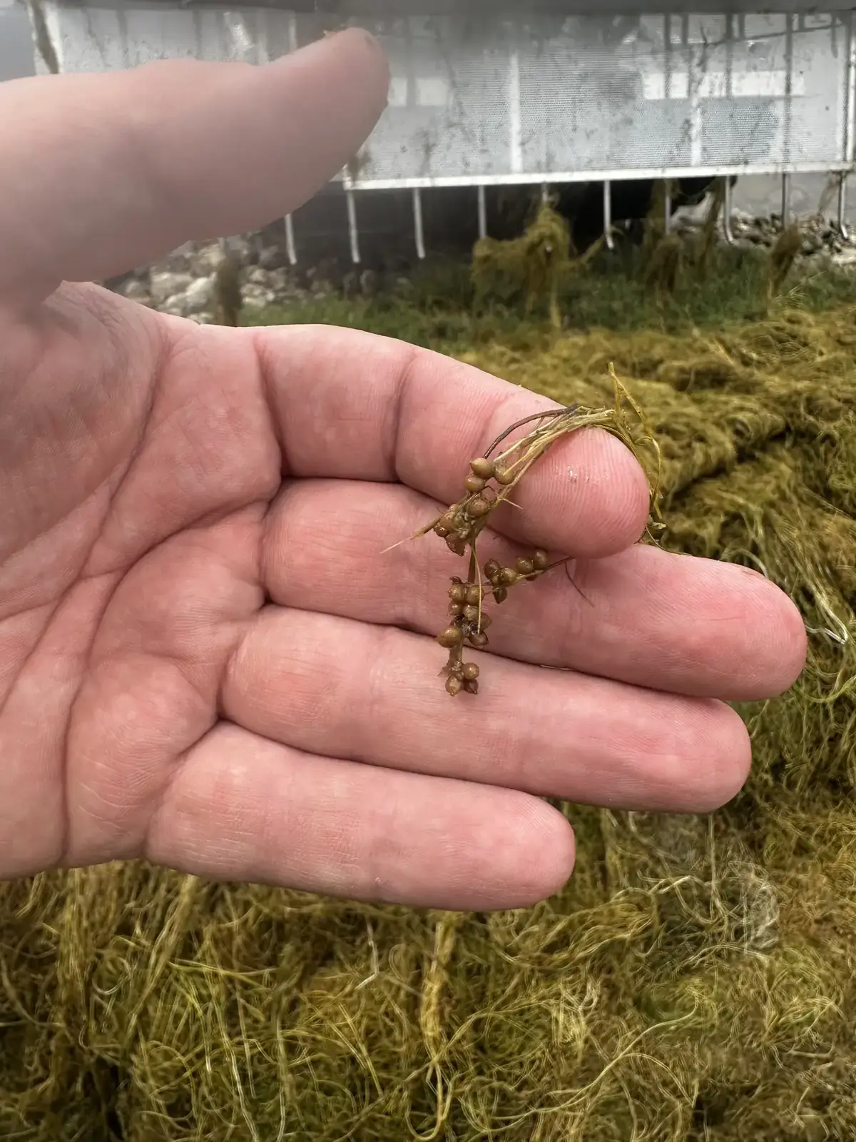 Aquatic herbicide application support planning in Utah