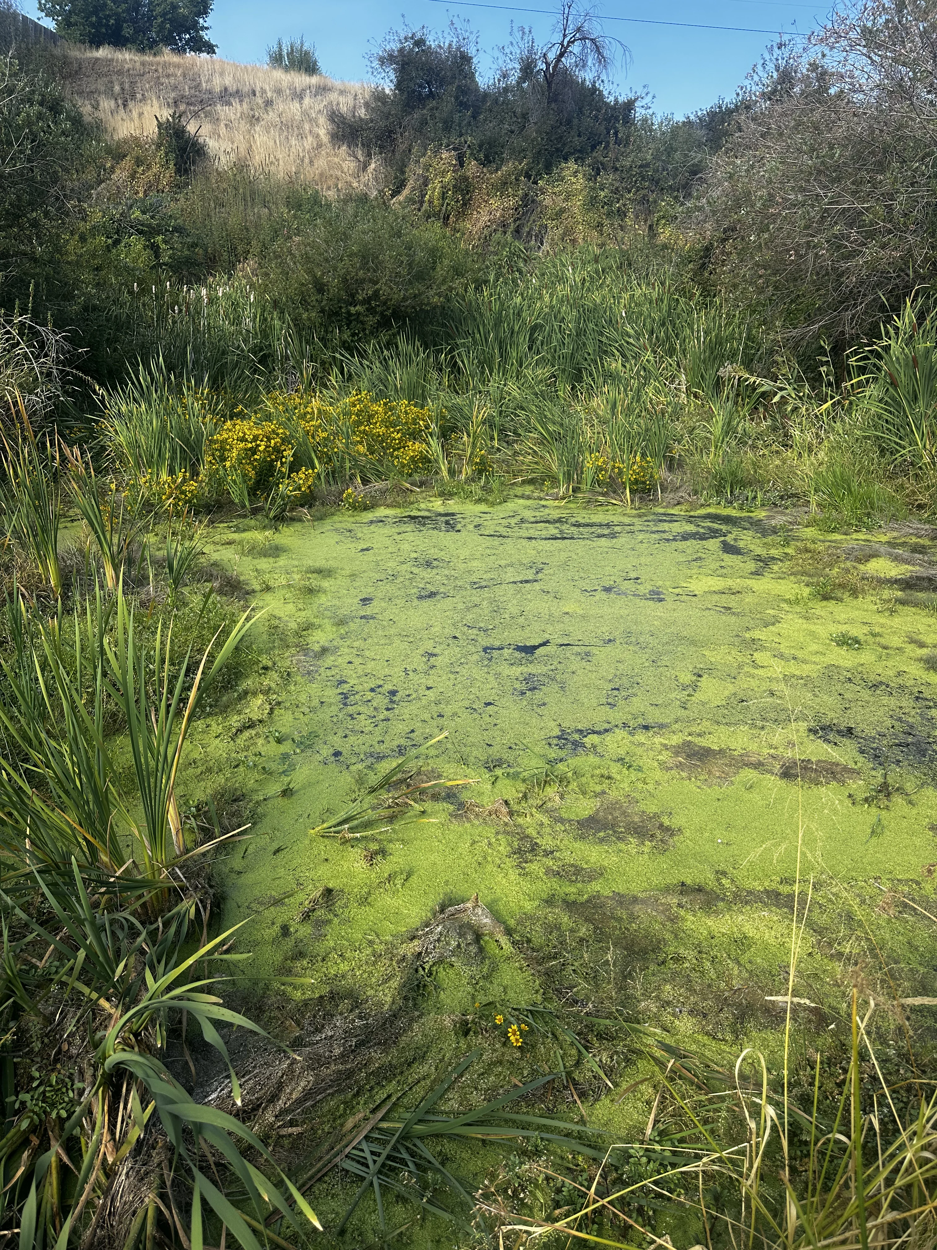 Truxor amphibious equipment in shallow Utah pond