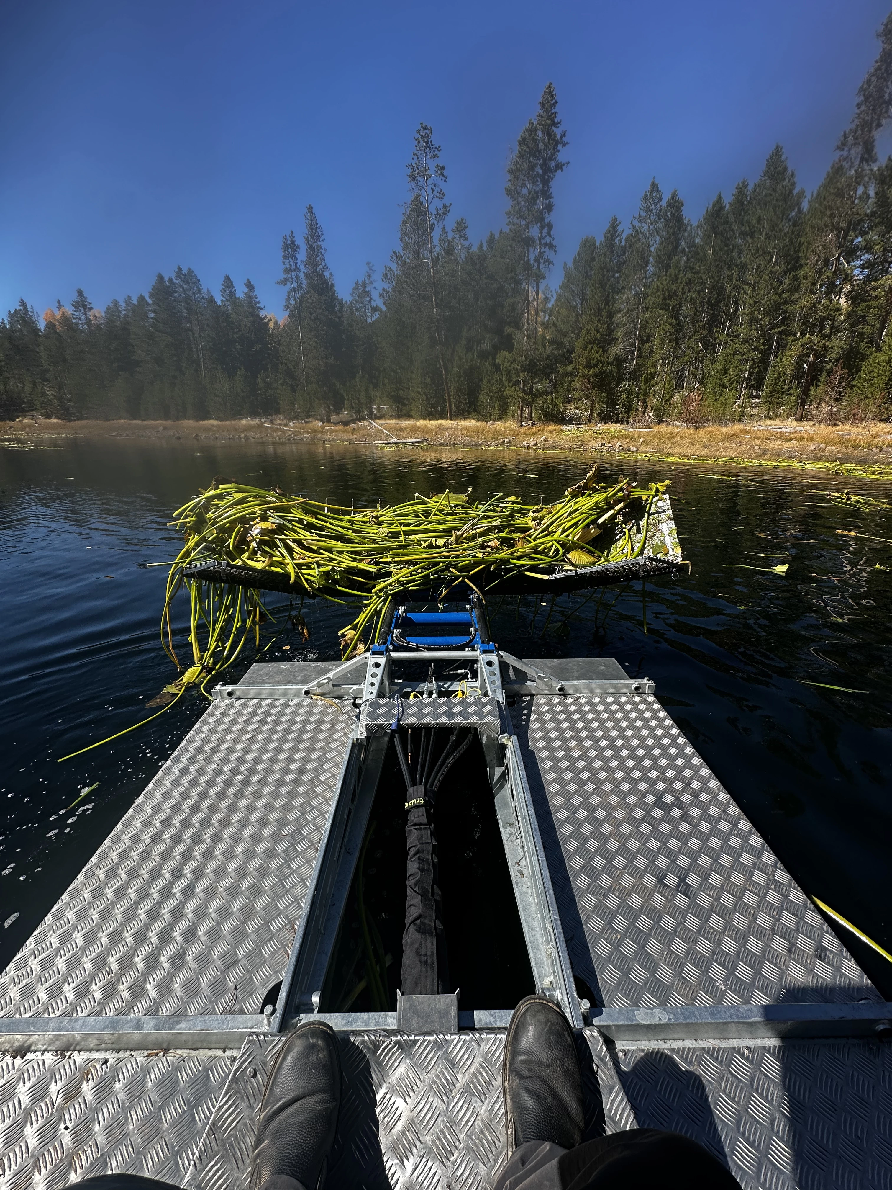 Dense shoreline vegetation before harvesting