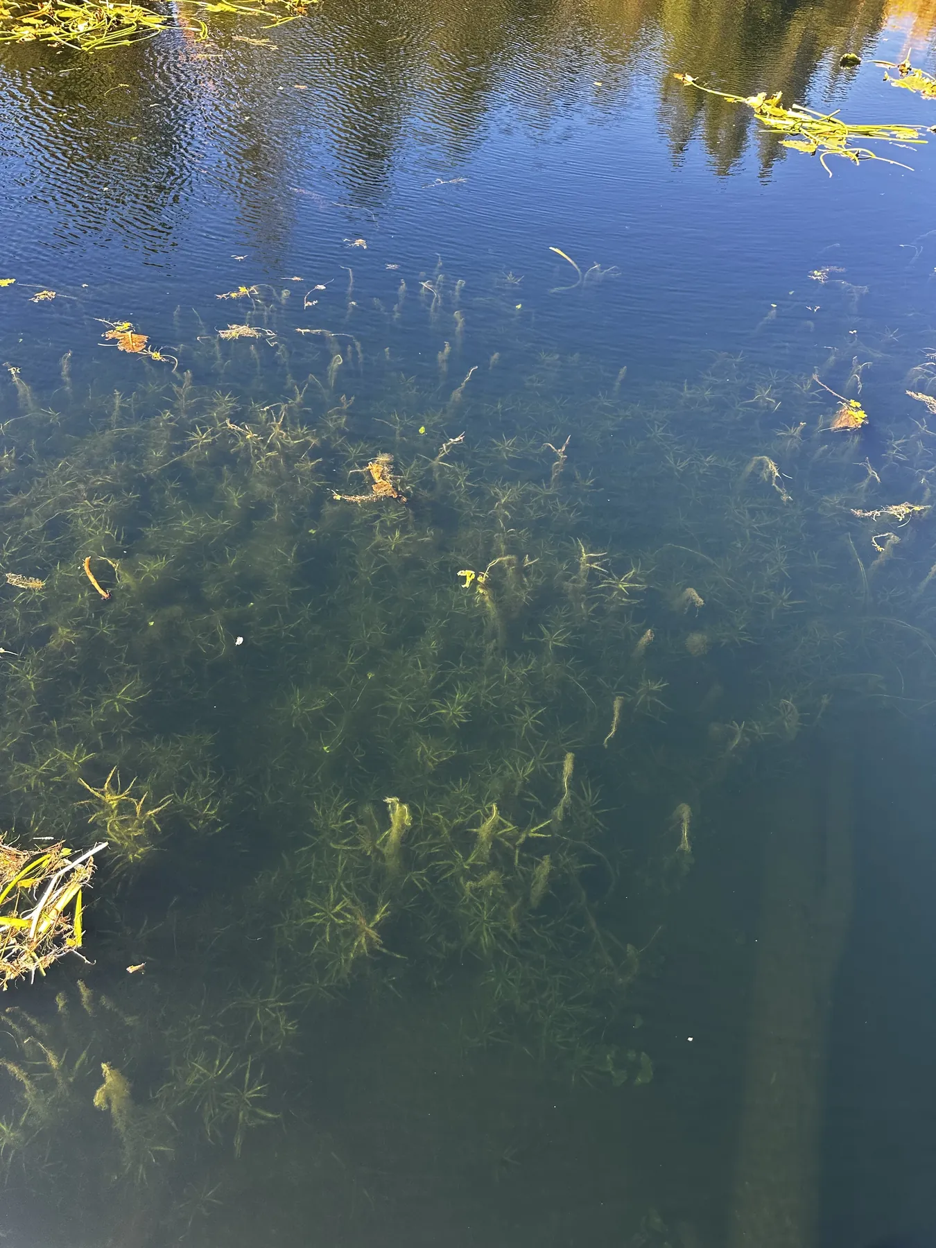 Sediment assessment support for Utah pond restoration