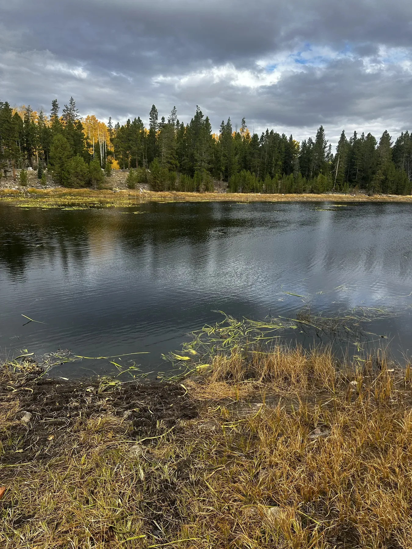 Soft-bank pond edge stabilization support site using Truxor equipment