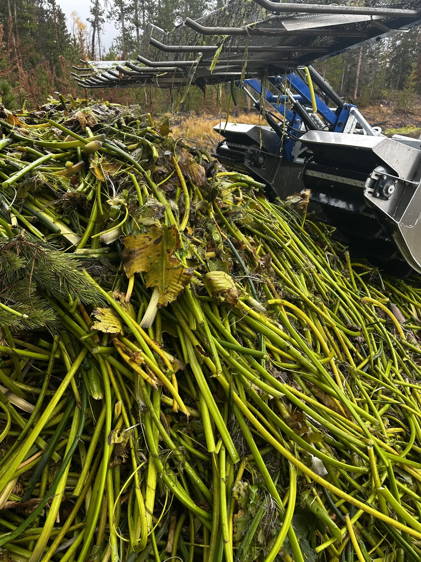 Invasive aquatic plant removal in Utah