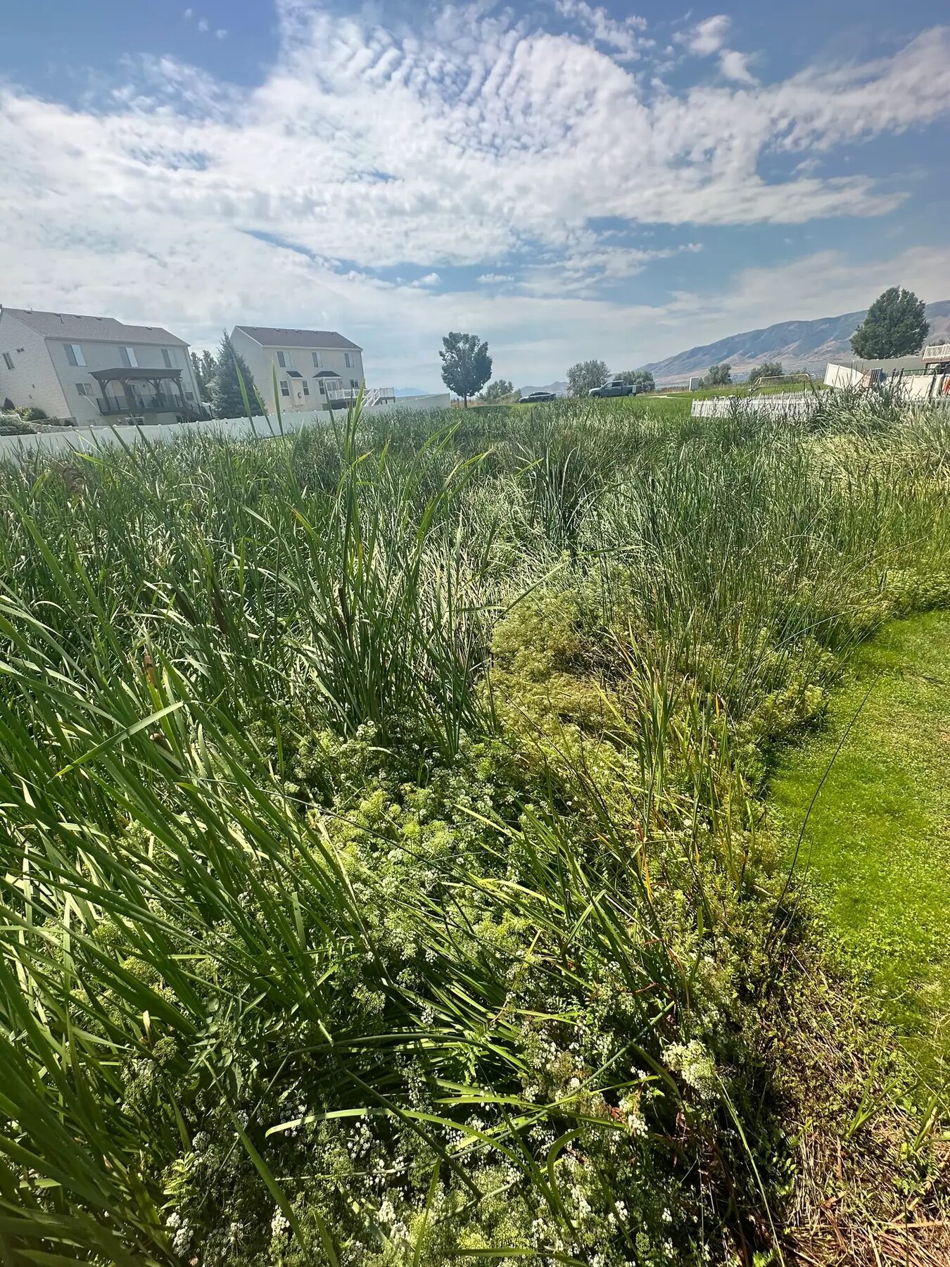 Shoreline access clearing in Utah