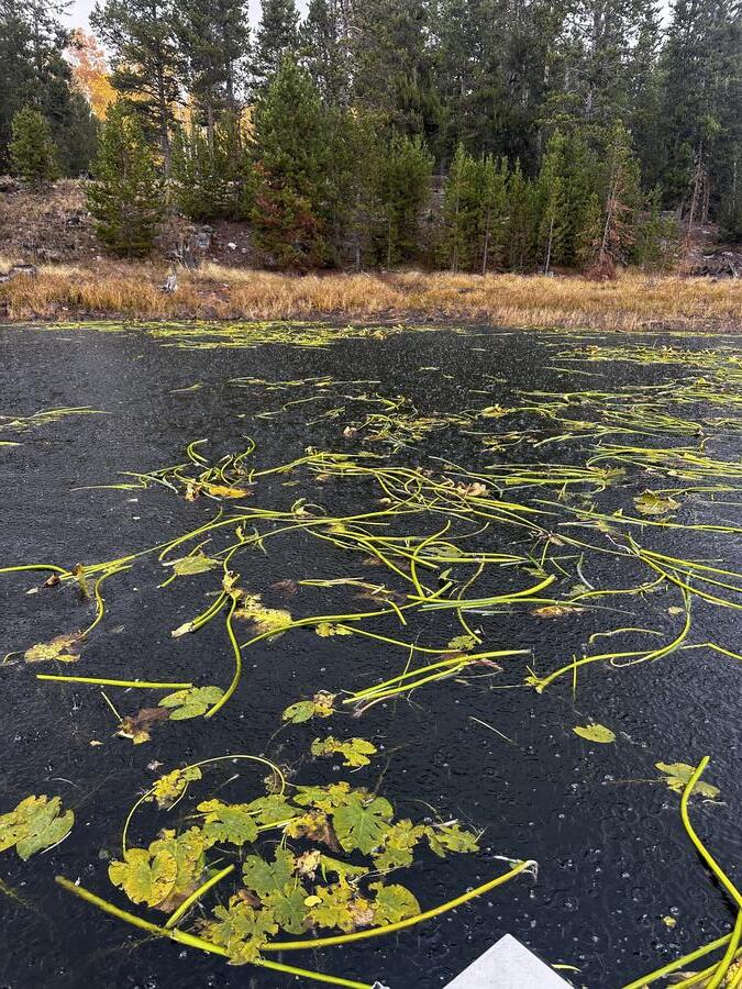 Dense shoreline vegetation before harvesting
